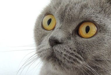 A cat